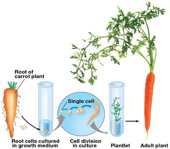 Plant cloning from a single cell