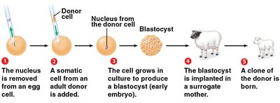 Steps of animal cloning by nuclear transplantation