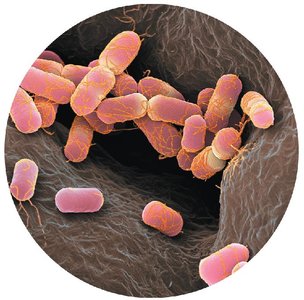 Bacteria as an example of prokaryotic gene regulation