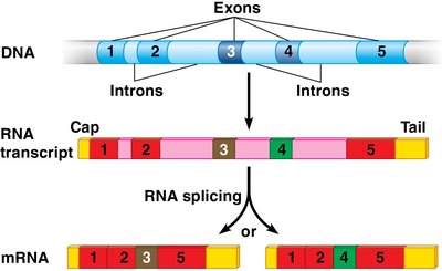 Diagram of alternative RNA splicing