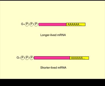 mRNA degradation by noncoding RNAs