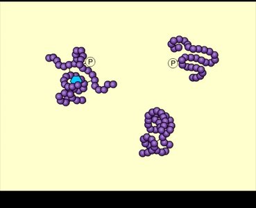 Protein degradation