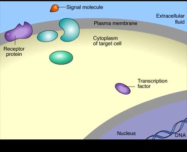 Cell signaling overview