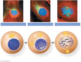 Stages of mitosis: G2, prophase, prometaphase