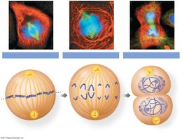 Stages of mitosis: metaphase, anaphase, telophase, cytokinesis