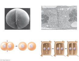 Cytokinesis in animal and plant cells