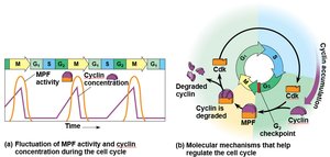 Cyclin and Cdk regulation of the cell cycle