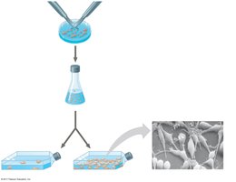 PDGF and cell culture experiment