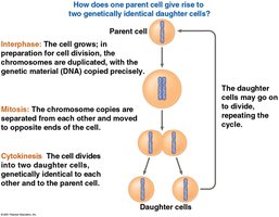 How one parent cell gives rise to two genetically identical daughter cells