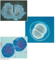 Microscopic images of cell division