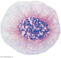 Chromatin structure in the nucleus