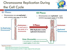 Chromosome replication during the cell cycle