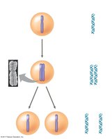 Separation of sister chromatids