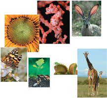Photos and descriptions of properties of life: order, evolutionary adaptation, regulation, energy processing, growth and development, response to the environment, and reproduction.
