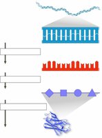 Diagram showing gene expression: DNA, RNA, amino acids, and protein.