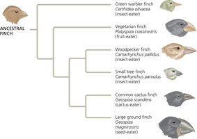Evolutionary tree diagram of Galapagos finches.