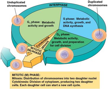Diagram of the cell cycle, showing interphase and mitotic phase