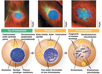 Stages of mitosis: G2 of interphase, prophase, prometaphase
