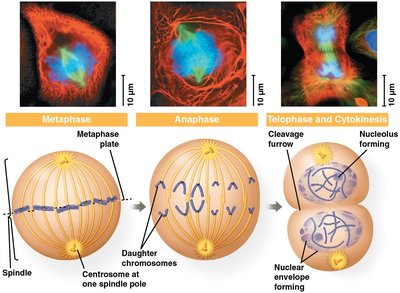 Stages of mitosis: metaphase, anaphase, telophase and cytokinesis