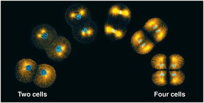Early embryonic cell divisions showing two and four cells