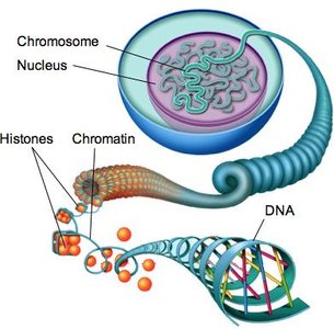 Diagram of chromosome structure, showing DNA, chromatin, histones, and the nucleus