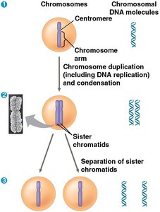 Diagram showing chromosome duplication and separation of sister chromatids