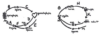 Diagram of plant and animal life cycles with labeled stages and arrows