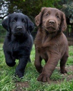 Black and brown dogs representing dominant and recessive fur color