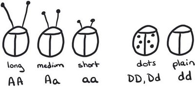 Beetle phenotypes for antenna length and dots