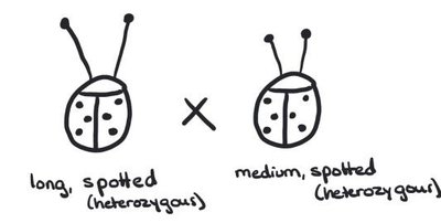 Cross between long, spotted and medium, spotted beetles