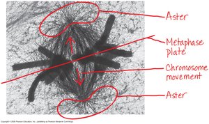 Mitotic spindle structure