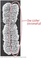 Sister chromatid structure