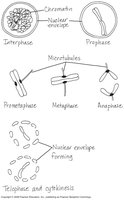 Diagram of mitosis phases