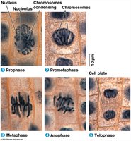 Mitosis phases in plant cells