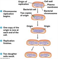 Binary fission in bacteria