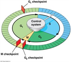 Cell cycle control system and checkpoints