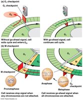 Cell cycle checkpoint signals