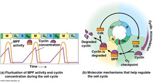 Cyclin and Cdk regulation of cell cycle