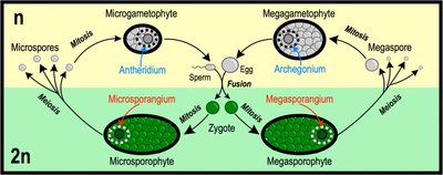 Diagram of heterosporous life cycle