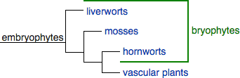 Phylogeny of bryophytes and vascular plants