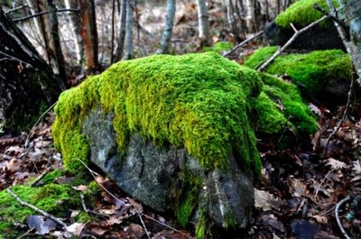 Mosses growing on a rock