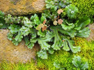 Liverworts on a rock surface