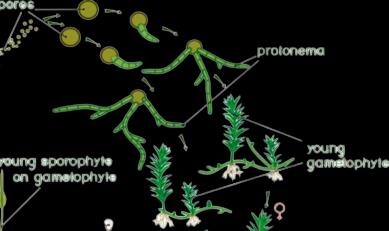 Diagram of bryophyte life cycle showing protonema and young gametophyte