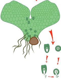 Sori on the underside of a fern leaf