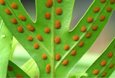 Diagram of fern life cycle