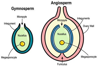 Diagram comparing gymnosperm and angiosperm ovules