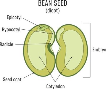 Diagram of a bean seed showing cotyledons and embryo