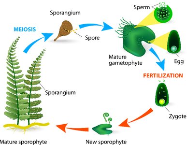 Diagram of alternation of generations in ferns