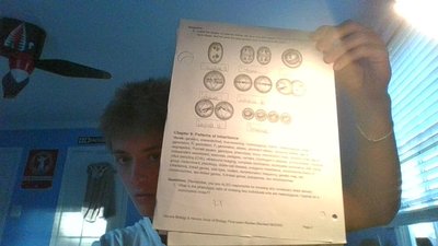Mitosis vs. Meiosis diagrams