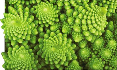 Romanesco broccoli showing fractal pattern